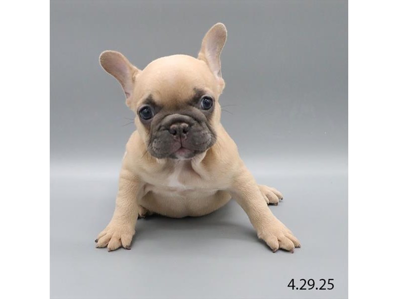 French Bulldog – 21349