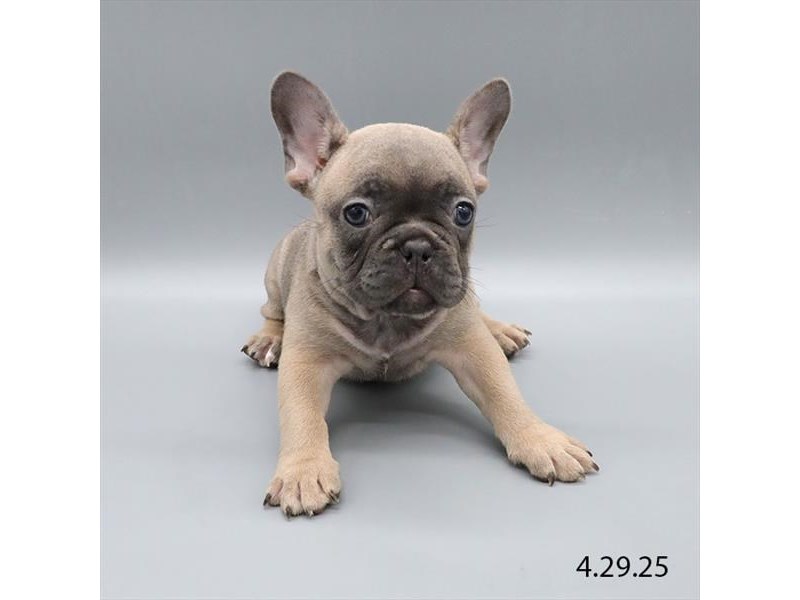 French Bulldog – 21350