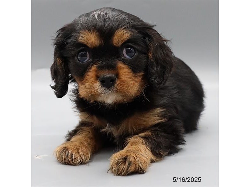 Cavalier King Charles Spaniel – 21351