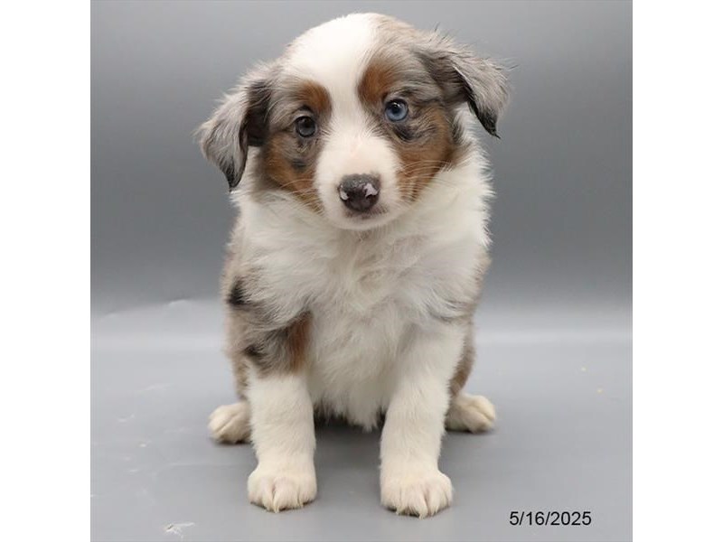 Miniature American Shepherd – 21352