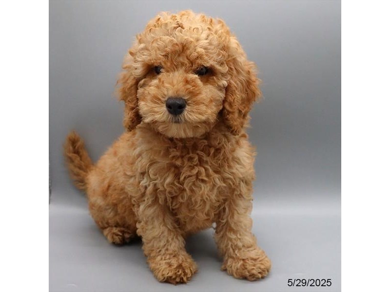 Cavapoo – 21353