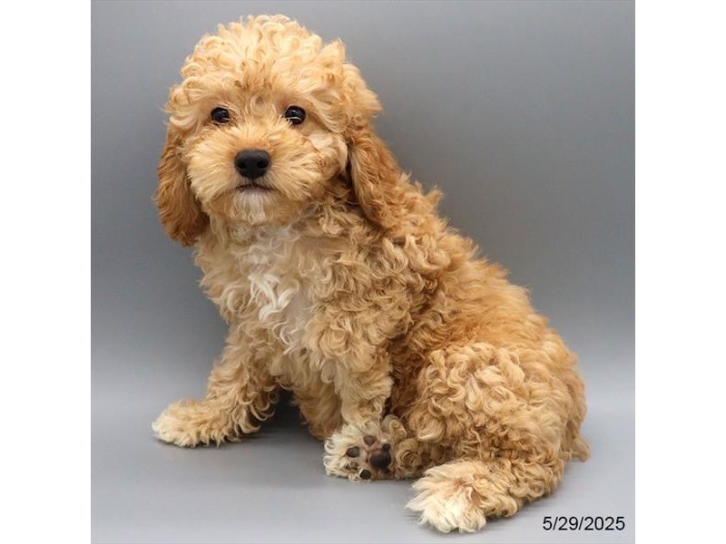 Poodle/Cavalier King Charles Spaniel – 21354