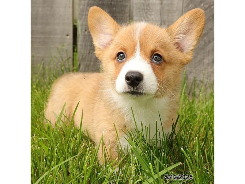 Pembroke Welsh Corgi – 21355