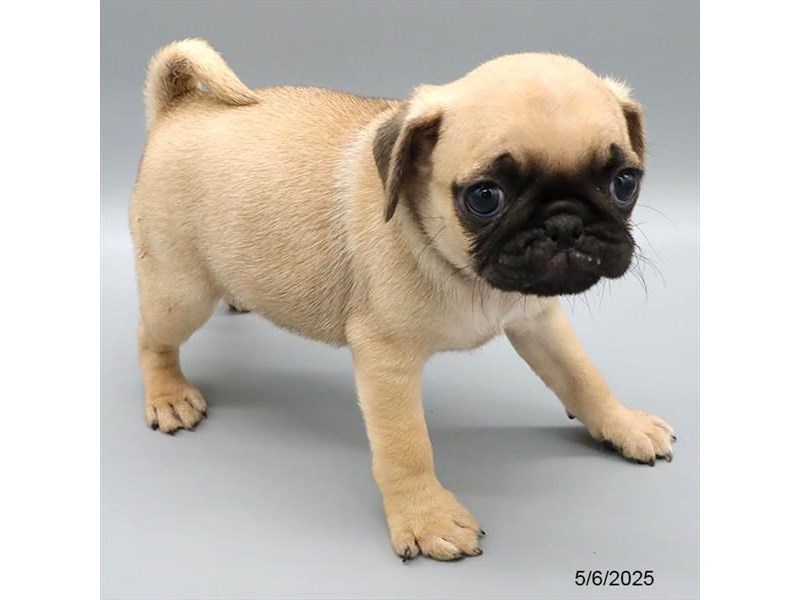 Pug – 21356