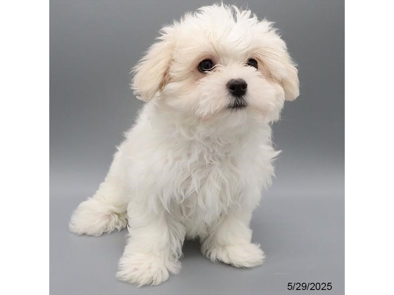 Maltese – 21357
