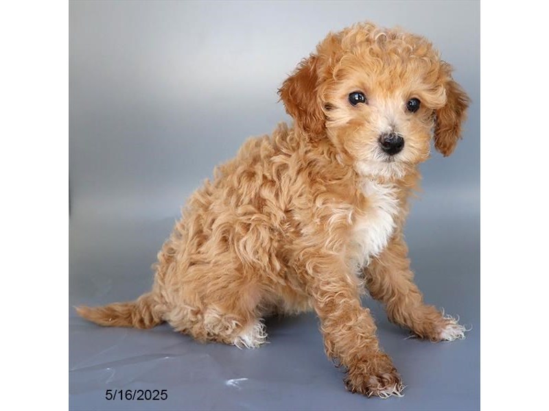 Poodle – 21358