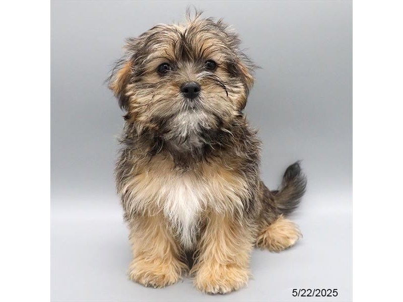 Yorkie – 21359
