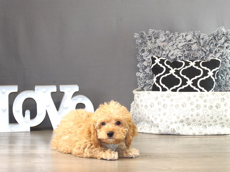 Cavapoo – 21354