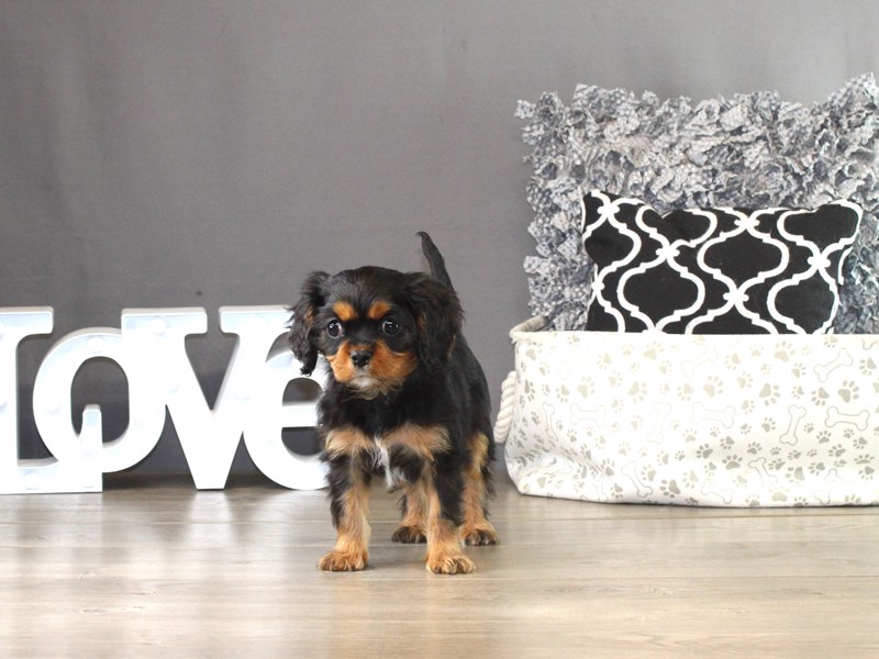 Cavalier King Charles Spaniel – 21351