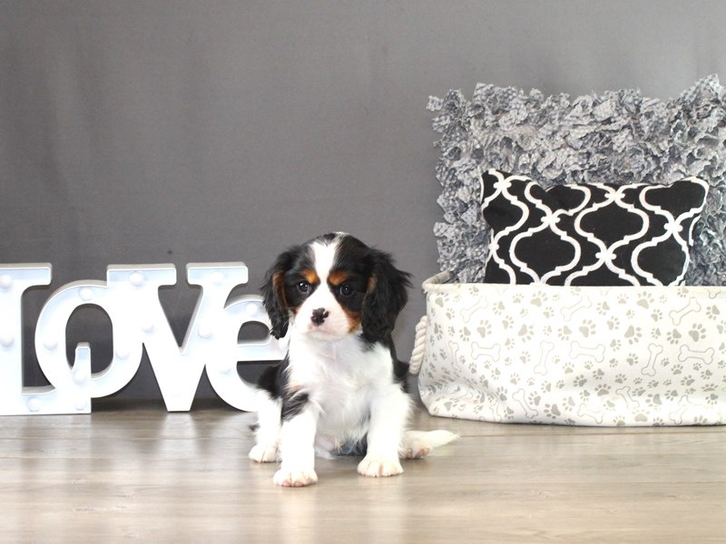 Cavalier King Charles Spaniel – 21348