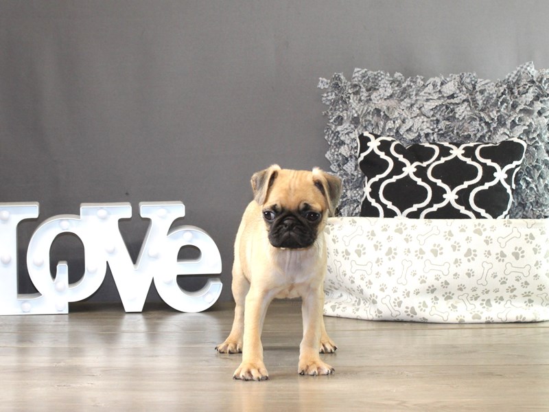 Pug – 21356
