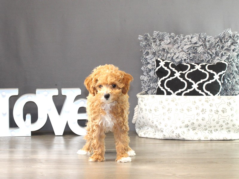 Poodle – 21358