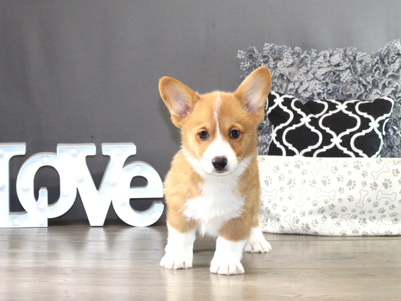 Pembroke Welsh Corgi – 21355