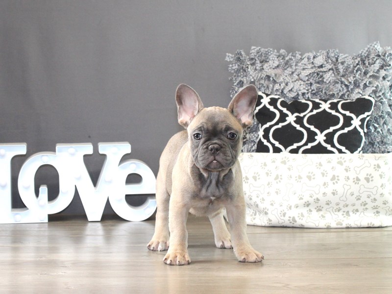 French Bulldog – 21350