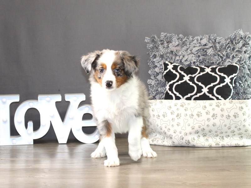 Miniature American Shepherd – 21352