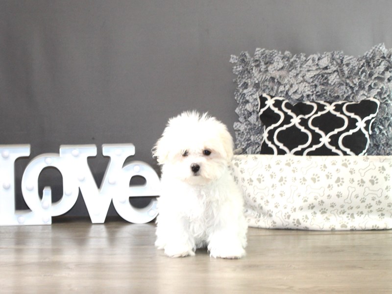 Maltese – 21357