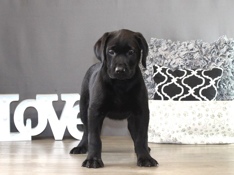 Labrador Retriever – 21347