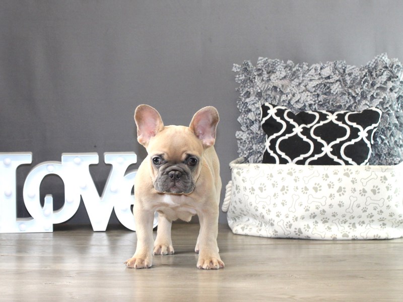 French Bulldog – 21349