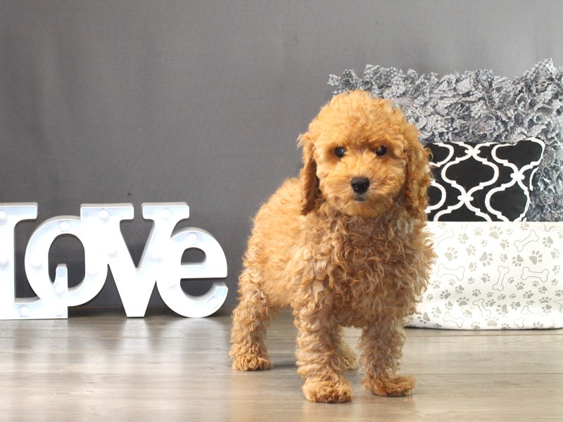 Cavapoo – 21353