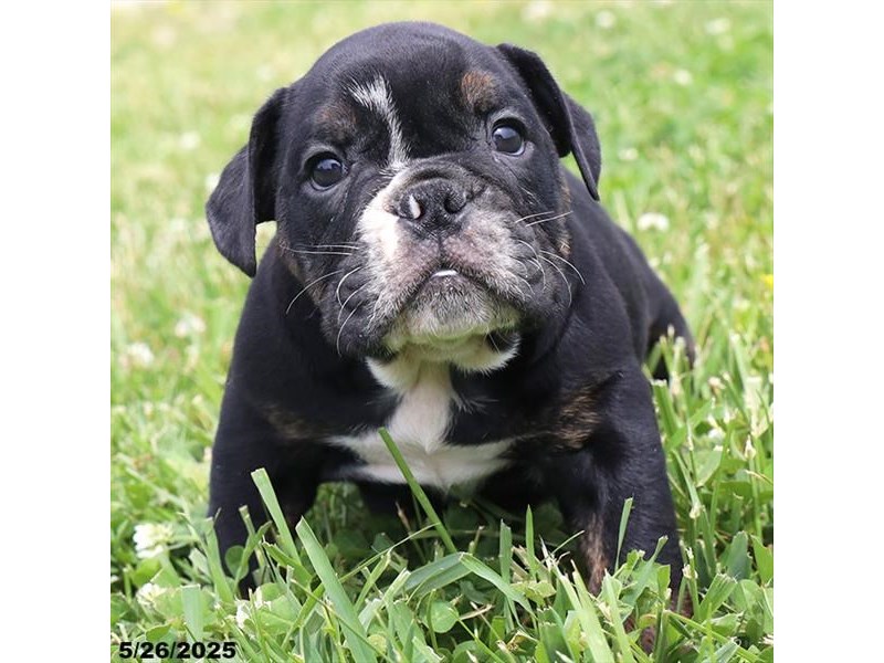 English Bulldog – 21372