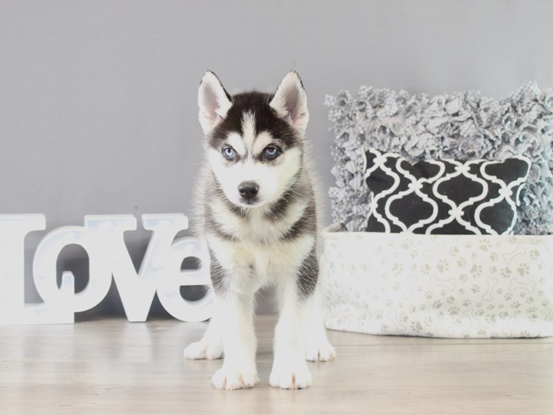Siberian Husky – 21365