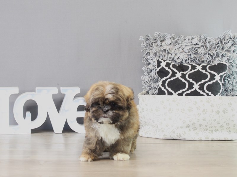 Shih Tzu – 21377