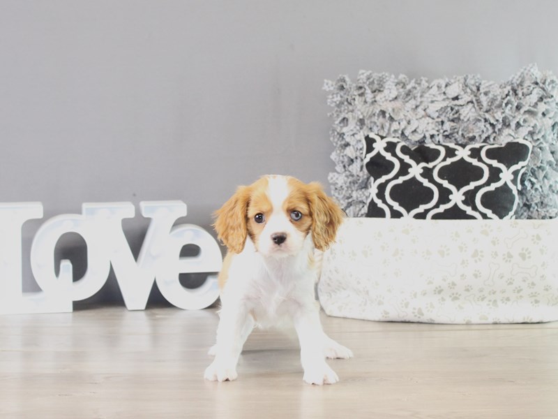 Cavalier King Charles Spaniel – 21370
