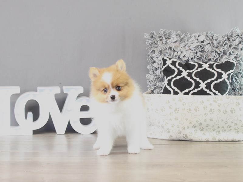 Pomeranian – 21369
