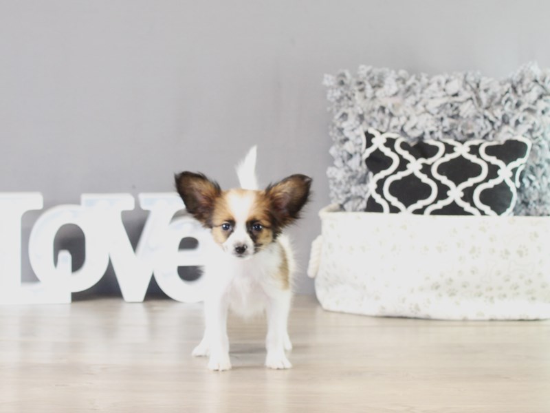 Papillon – 21367