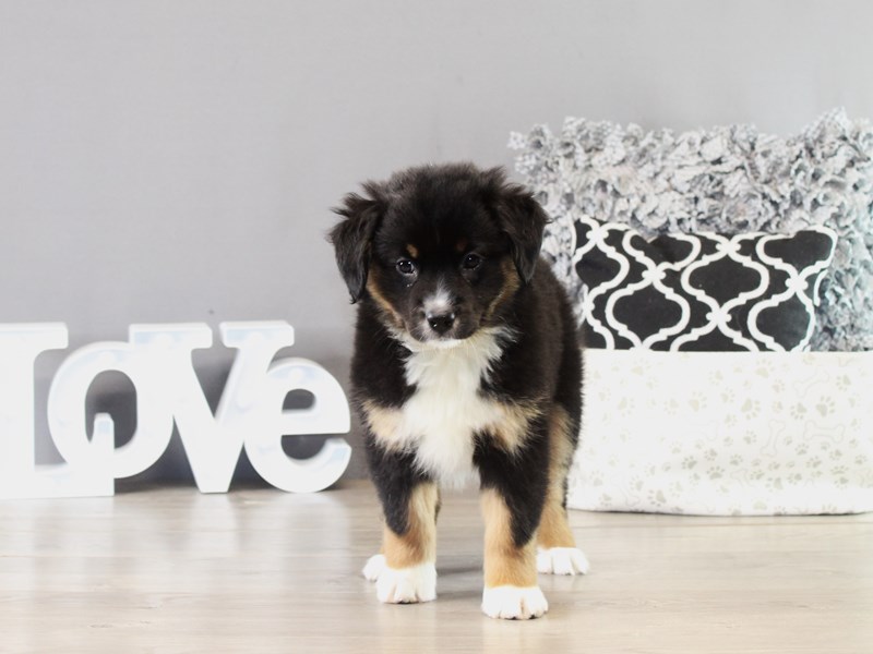 Miniature American Shepherd – 21364