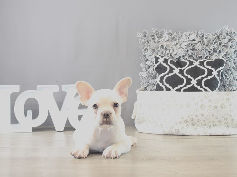French Bulldog – 21375