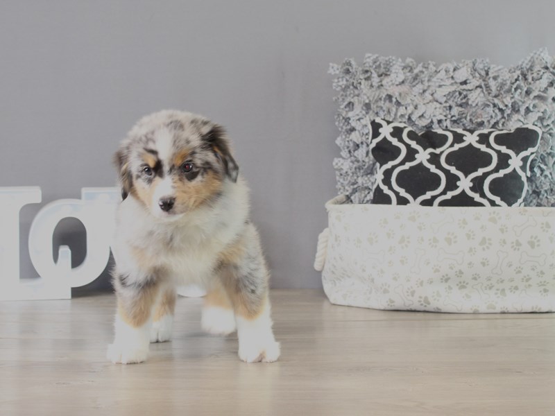 Miniature American Shepherd – 21363