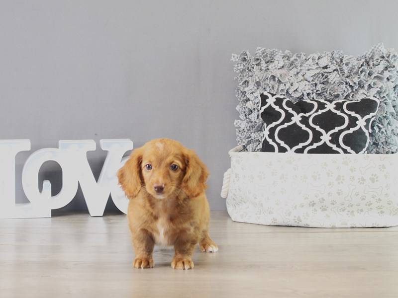 Dachshund – 21366