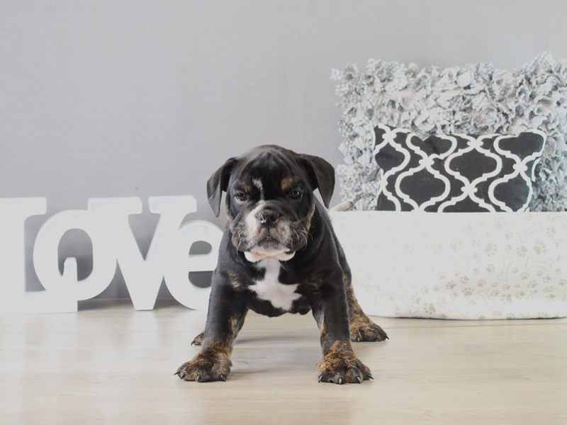 English Bulldog - 21372
