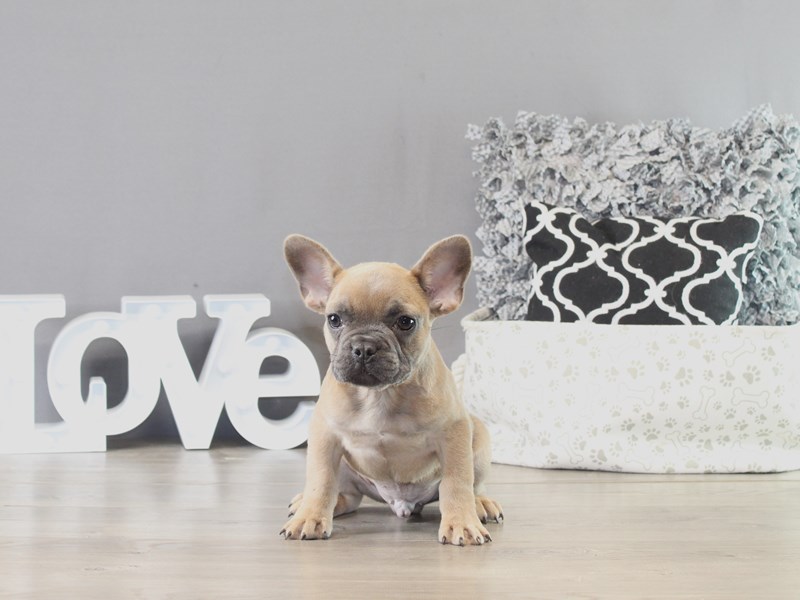 French Bulldog – 21376