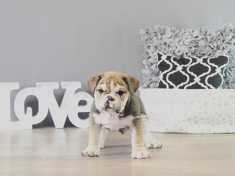 English Bulldog – 21371