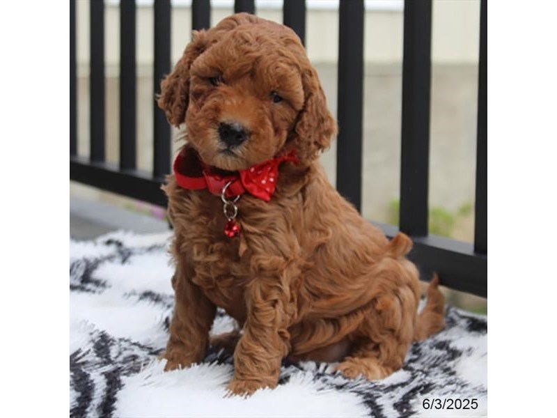 Goldendoodle Mini F1b – 21378