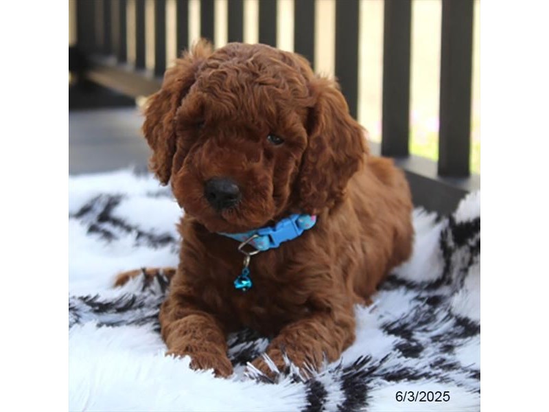 Goldendoodle Mini F1b – 21379