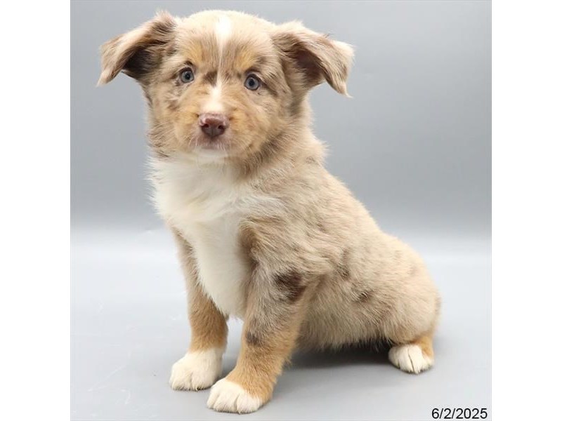 Miniature American Shepherd – 21386
