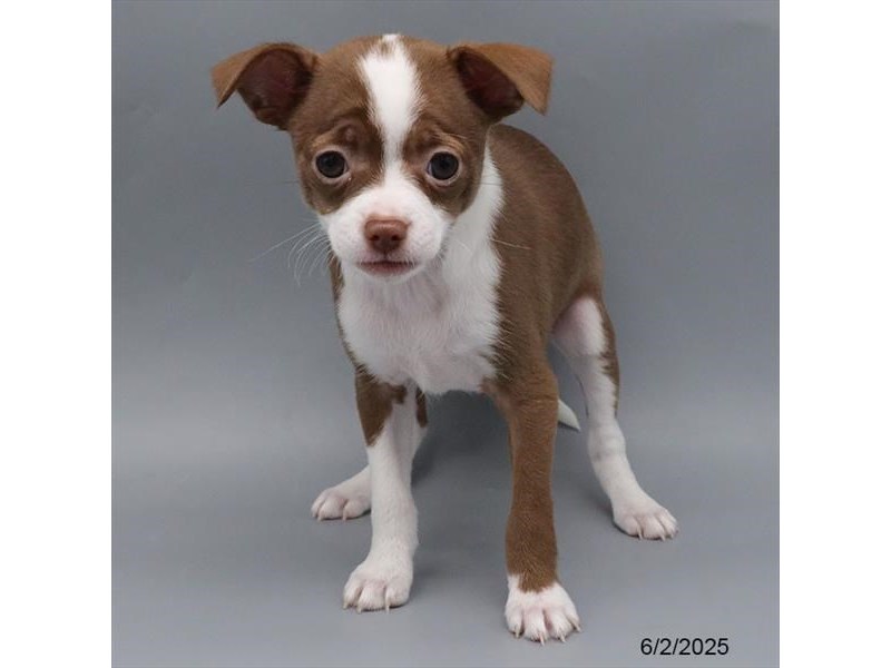 Chihuahua – 21394