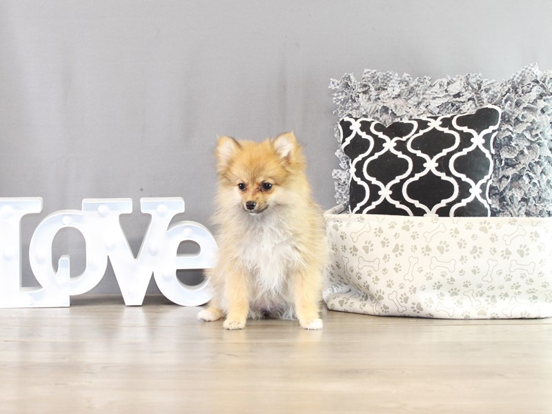 Pomeranian – 21396