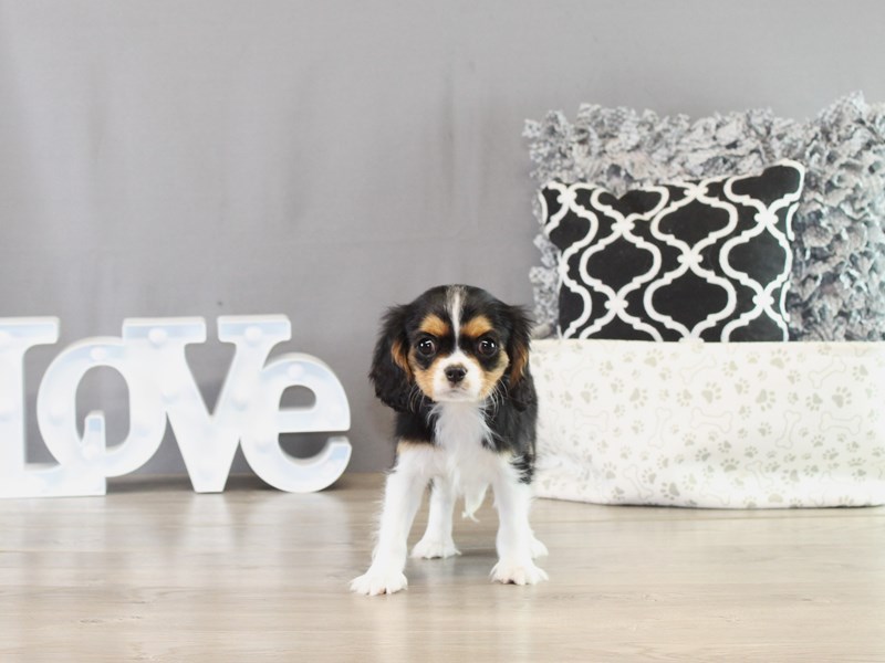 Cavalier King Charles Spaniel – 21395