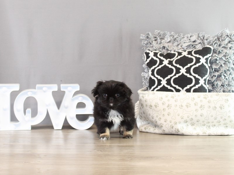 Pekingese – 21393