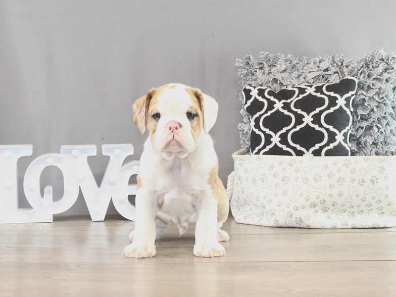 Beabull Bulldog – 21392
