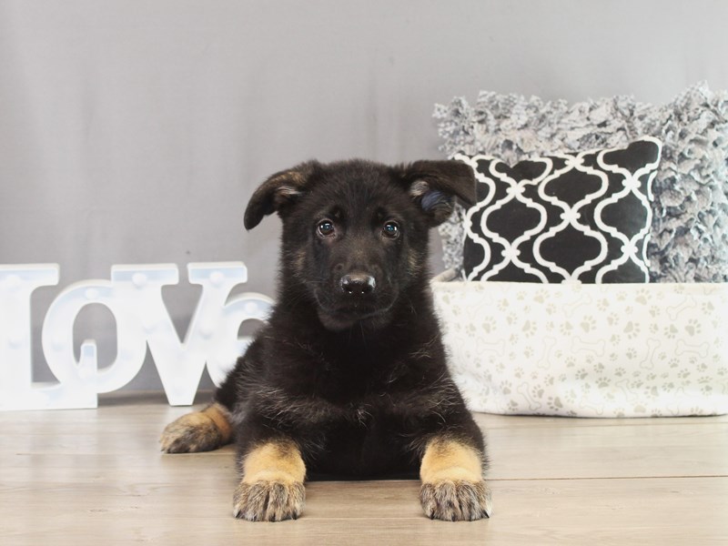 German Shepherd Dog – 21391