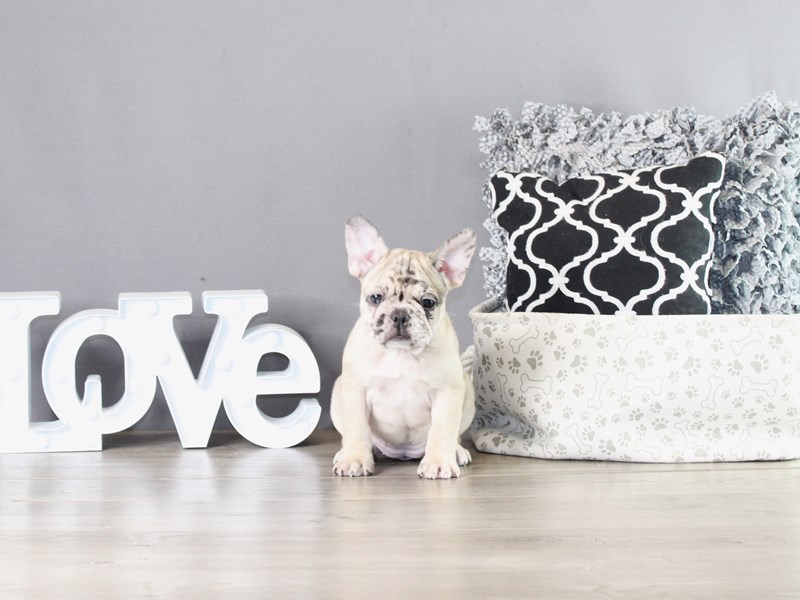 French Bulldog – 21390