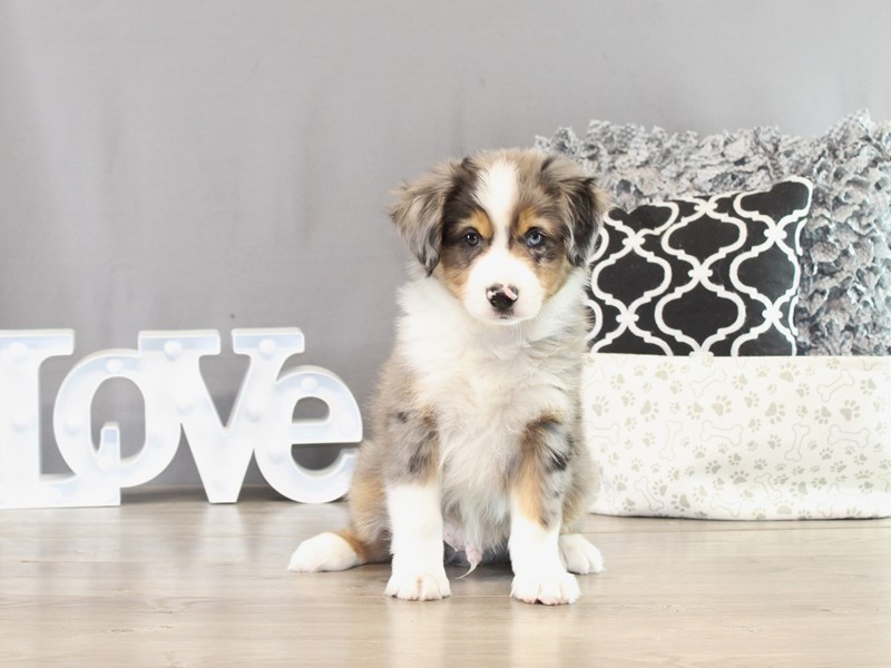 Miniature American Shepherd – 21388