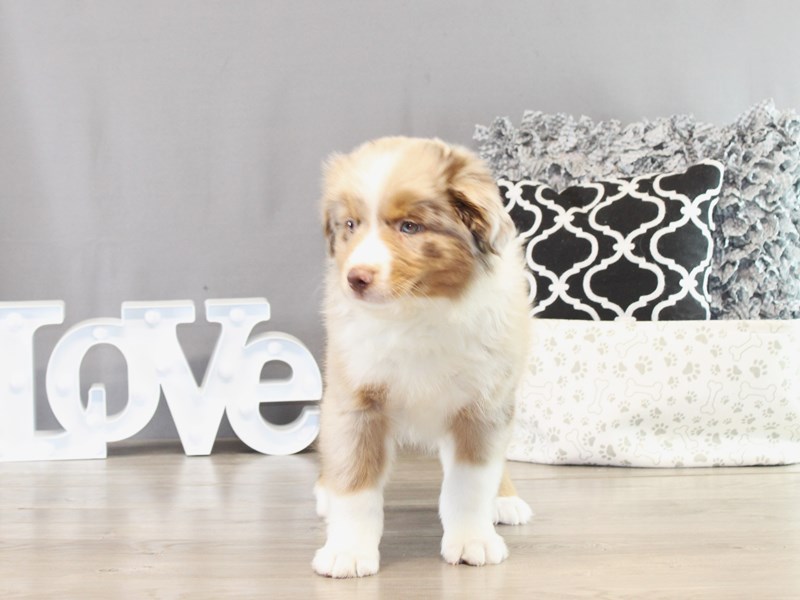 Miniature American Shepherd – 21387