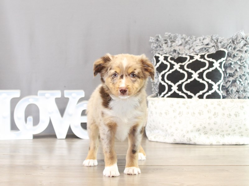 Miniature American Shepherd – 21386