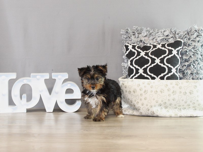Yorkshire Terrier – 21384